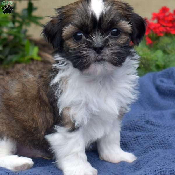 Avocado, Shih Tzu Puppy